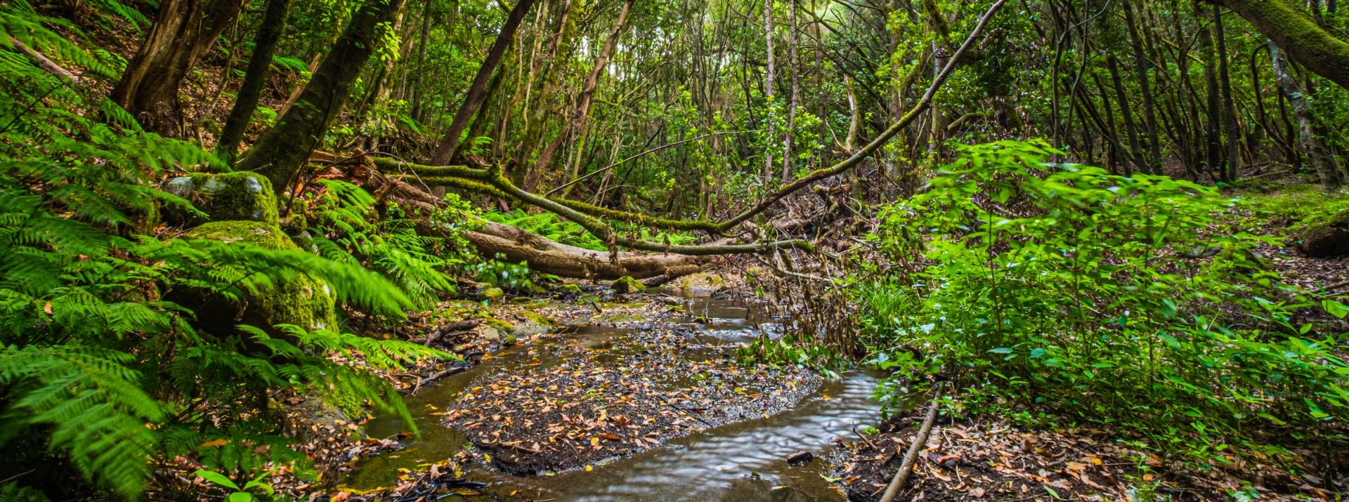 Sumérgete en el misterio del bosque milenario